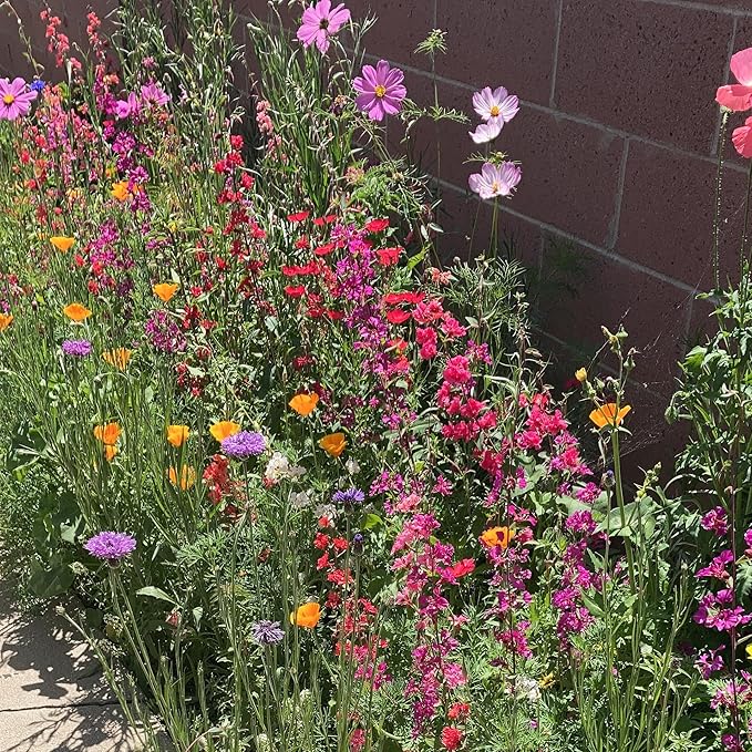 California Wildflower Seed Mix, Covers 325 Sq Ft, 22 Flower Varieties, Over 54,000 Seeds - Created By Nature