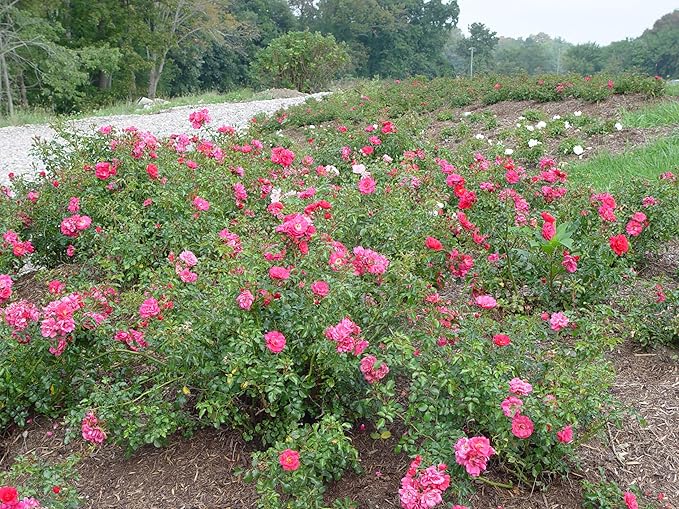 Green Promise Farms Rosa Carpet (Ground Cover) Rose, 2 Size Container, pink flower