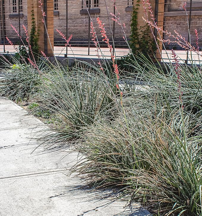 Live Succulents Plants Live Red Yucca Plant, Outdoor Plants Live Yucca Plants, Outdoor Yucca Plants Live Plants, Succulent Plants Live Outdoor Plants, Succulents Live Accent Plant by Plants for Pets